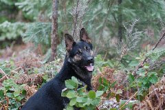 /i/r iska hannes/rakizza_in_the_woods.jpg